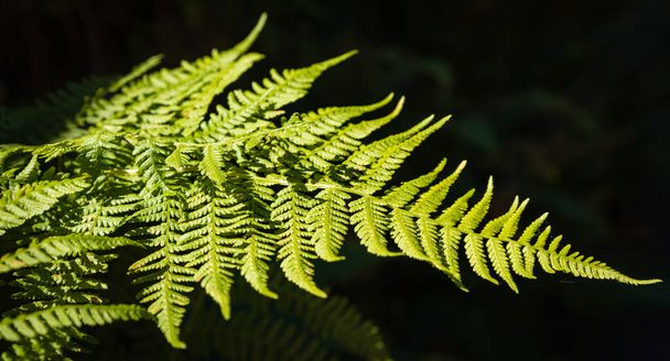 Beautiful fern leaf texture in nature with sunlight. Natural ferns in the dark background. Fern leaves Close up. Fern plants in forest. Background nature concept. Nobody - Photo, image