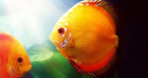 Two red discus are better than one. two red discus in a freshwater fish tank - 写真・画像