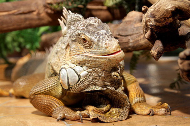 Retrato de close-up fantástico de iguana tropical. Foco seletivo
, - Foto, Imagem