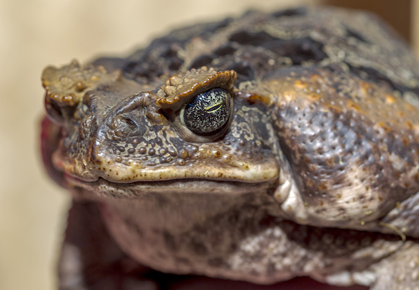 portrait fantastique de crapauds cornus menaçant grenouille. Sélectif f
 - Photo, image
