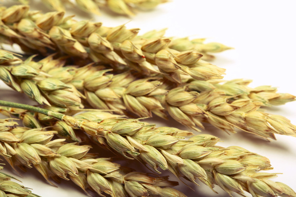 小麦のスタック - 写真・画像