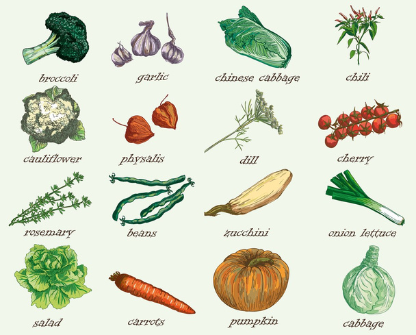 Векторная рука из овощей
 - Вектор,изображение