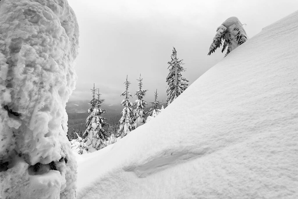 Hills and slopes covered with fresh snow. Carpathian mountains. Black and white stylization. - Фото, зображення