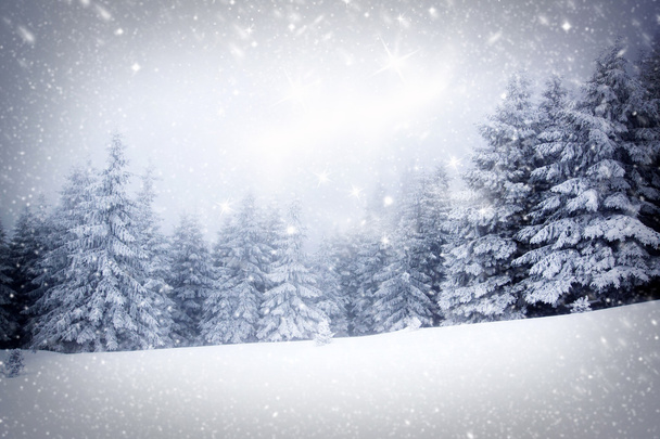 Χριστουγεννιάτικο φόντο με χιονισμένα έλατα  - Φωτογραφία, εικόνα