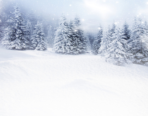 Karlı köknar ağaçları ile Noel arkaplanı  - Fotoğraf, Görsel