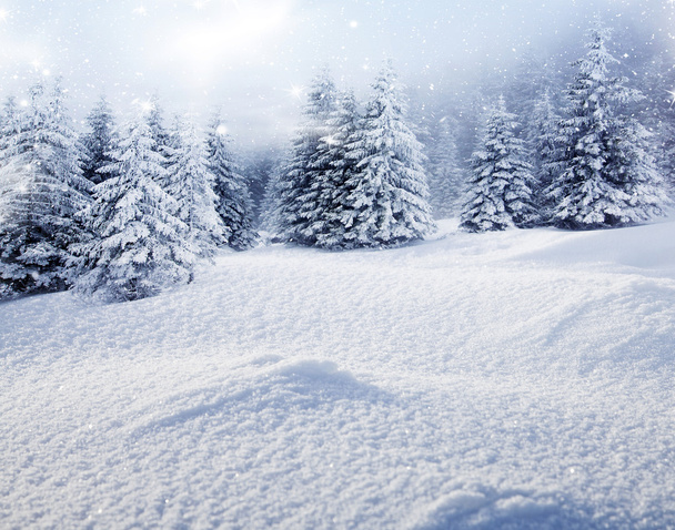 Karácsonyi háttér havas fenyő fák  - Fotó, kép