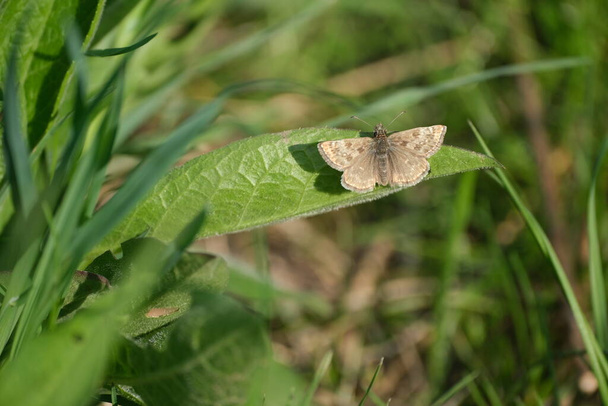 Dingy skipper moth resting on a leaf in nature close up of a small brown butterfly in the wild - Photo, Image