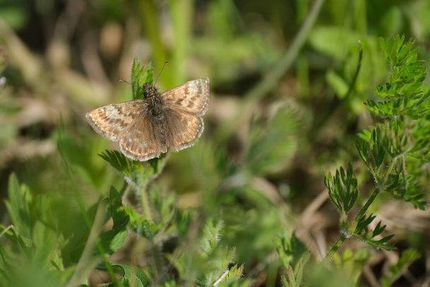 Primer plano de una sucia polilla patrón en la naturaleza, pequeña mariposa marrón descansando sobre una planta - Foto, imagen