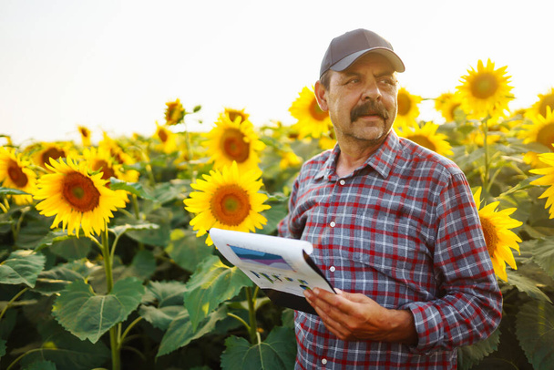 Farmer standing in the sunflower field, looking at sunflower seeds. Harvesting, organic farming concept - Foto, afbeelding