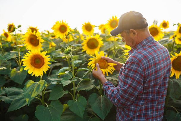 Αγρότης στέκεται στο χωράφι με τα ηλιοτρόπια, κοιτάζοντας τους ηλιόσπορους. Συλλογή, έννοια της βιολογικής γεωργίας - Φωτογραφία, εικόνα