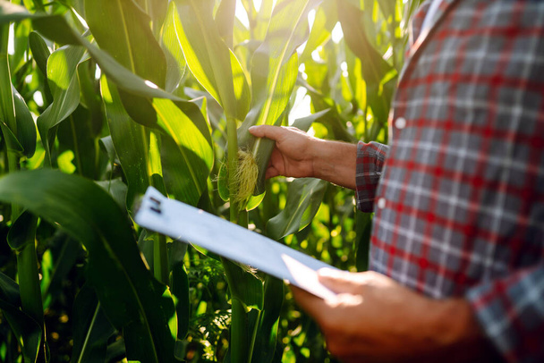 Farmer standing in corn field examining crop. Growth nature harvest. Agriculture farm. - Fotografie, Obrázek