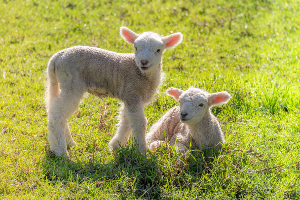 Two Spring Lambs in a Field in the Sunshine, with Copy Space - Fotografie, Obrázek