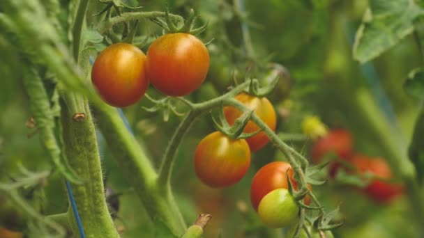 Tomato greenhouse with a good harvest. Tomatoes in different colors with different species. - Imágenes, Vídeo