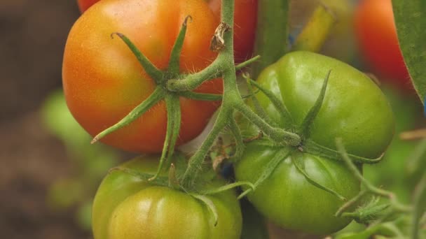 Tomato greenhouse with a good harvest. Tomatoes in different colors with different species. - Video, Çekim