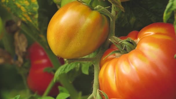 Tomato greenhouse with a good harvest. Tomatoes in different colors with different species. - Záběry, video