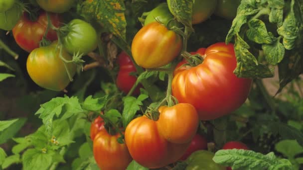 Tomato greenhouse with a good harvest. Tomatoes in different colors with different species. - Felvétel, videó