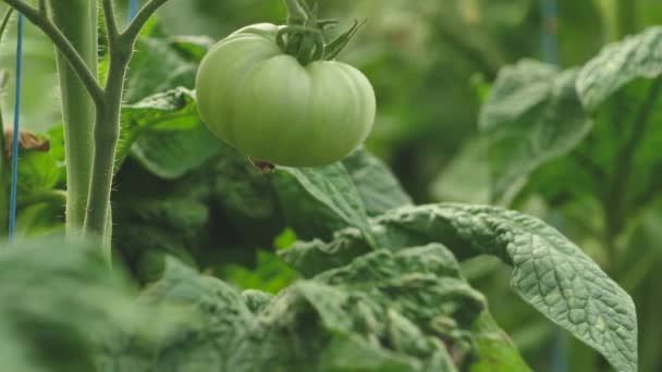 Tomato greenhouse with a good harvest. Tomatoes in different colors with different species. - Metraje, vídeo