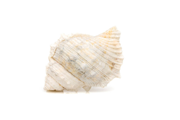 Image of white conch seashells on a white background. Undersea Animals. Sea Shells. - 写真・画像
