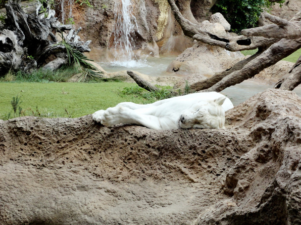 White Tiger sleeping - Фото, зображення
