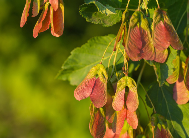 Maple foliage and winged fruit samara - Фото, изображение