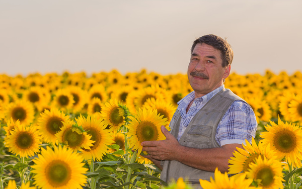 Farmer looking at sunflower - Fotó, kép