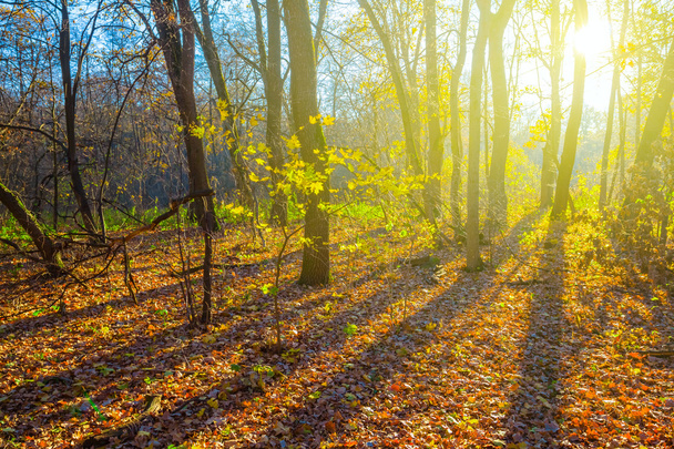 Forest at the morning - Fotó, kép