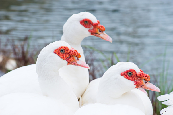 White muscovy red face thailand. - Photo, image