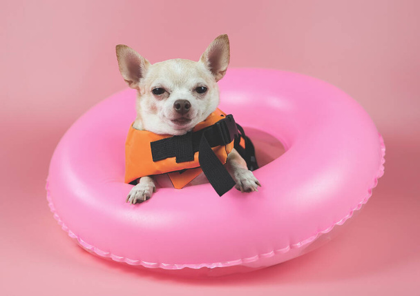 Close up image  of a cute brown short hair chihuahua dog wearing orange life jacket or life vest sitting  in pink swimming ring, smiling and looking at camera,  isolated on pink background. - Foto, Bild