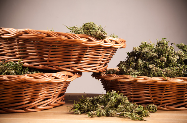 gran detalle de planta de marihuana canabis en mesa de madera
 - Foto, Imagen