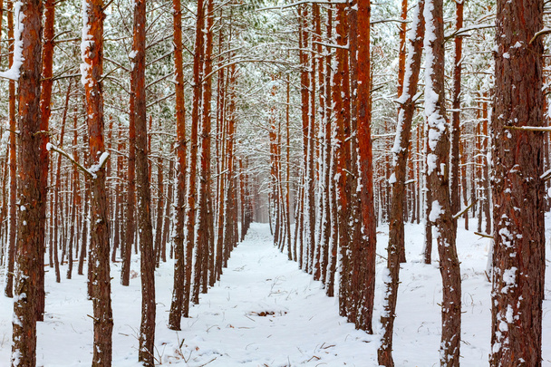 Winter forest - Foto, imagen