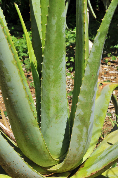 Aloe vera - Fotografie, Obrázek