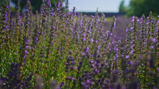 Lavender fields at sunset in the summer. - Foto, Imagem