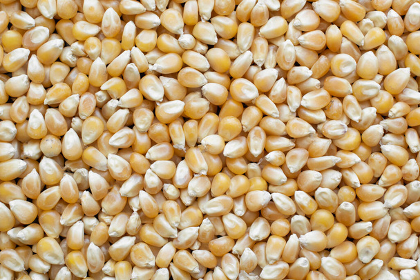 Unpopped popcorn kernels filling the frame - Foto, Imagen