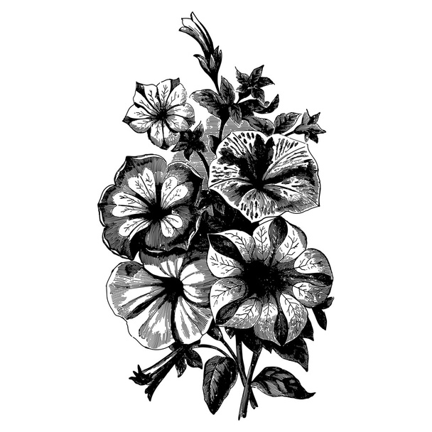 Vintage begonias - Vector, Image