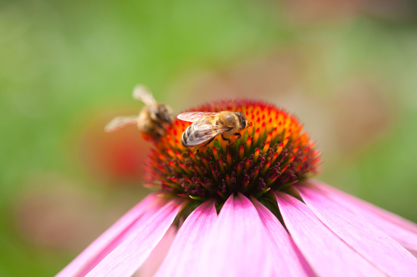 Echinacea Flower with Bee - Photo, Image