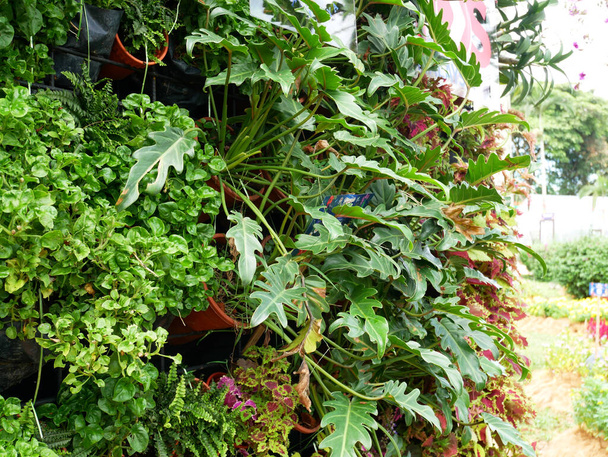 KLANG, MALAYSIA -MARCH 5, 2022: Herbs plant, flower, and vegetable planting in plastic pots, and it was hanged & arranged vertically to form a vertical garden. Suitable for gardens in urban areas. - Foto, immagini