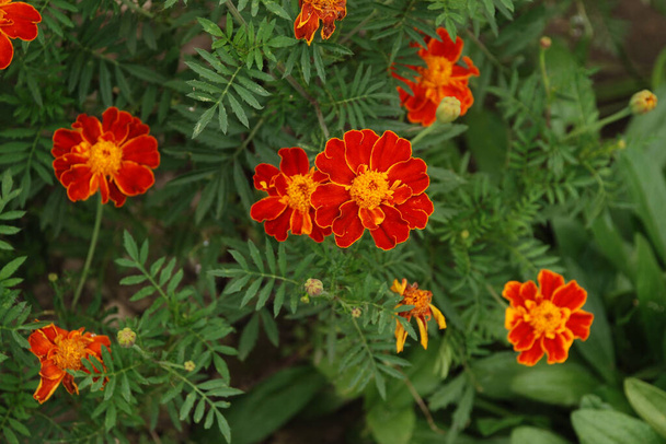Marigolds (Tagetes), marigolds - рід щорічних трав "яних рослин родини пасхальних. - Фото, зображення