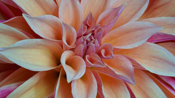 Macro photo of a dahlia in beige and pink color, formal ornamental type. Beautiful flower banner, close-up. Selective focus. Petal details. Pattern, circle. Needle dahlia - Foto, Imagen