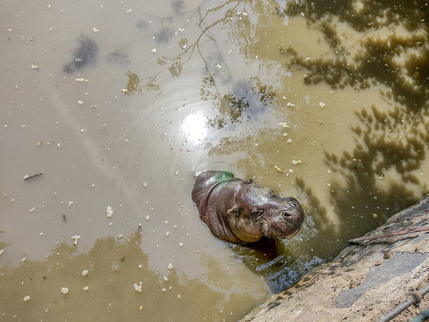 ένας ιπποπόταμος στέκεται στο νερό το καλοκαίρι - Φωτογραφία, εικόνα