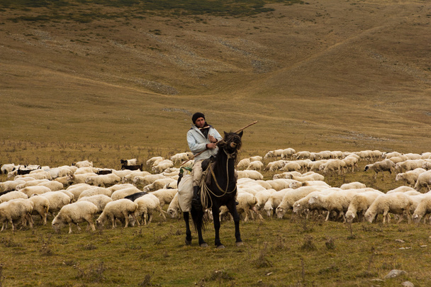 Man herder te paard neigt een kudde van schepen - Foto, afbeelding