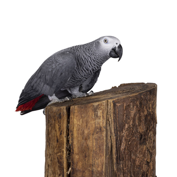 Детальный снимок Серого попугая, стоящего боковыми путями на стволе дерева. Смотрю в камеру. Типичный красный кончик хвоста. Изолированный на белом фоне. - Фото, изображение