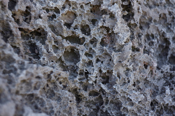 Detail of a limestone rock typical of the Mayan Riviera in Mexico. - Photo, Image