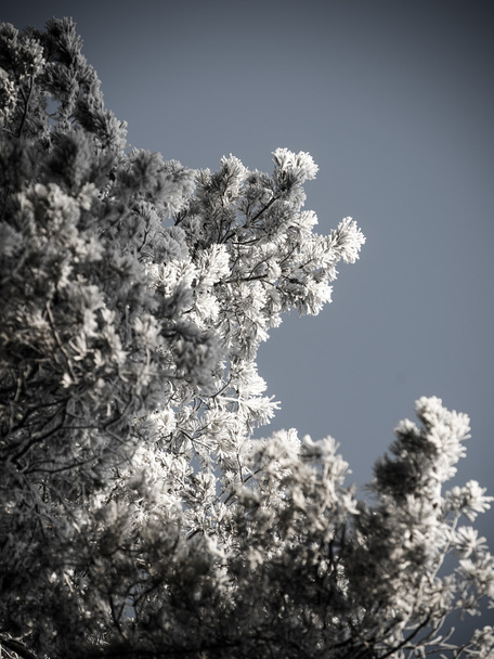 雪に覆われた森、空の霜で覆われた木のてっぺんのクリスマス背景.  - 写真・画像