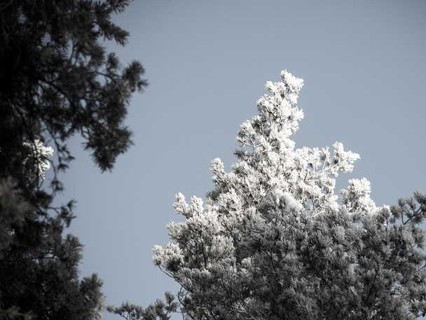 Noel arka plan karlı ormanı, gökyüzü buzlu ağaç başında.  - Fotoğraf, Görsel