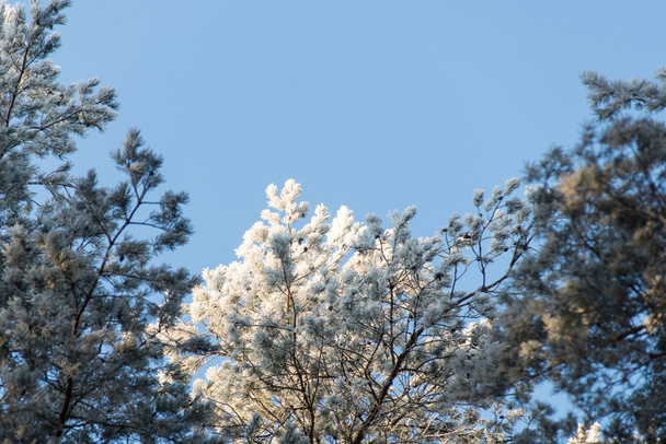 Kerstmis achtergrond van besneeuwde bos, berijpte boomtoppen op sky - Foto, afbeelding