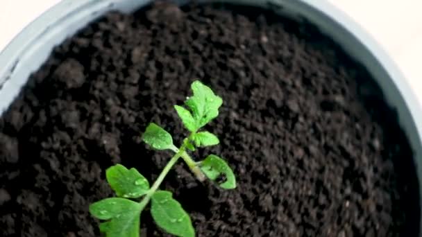Growing tomatoes from seeds, step by step. Step 10 - planting seedlings - Materiał filmowy, wideo