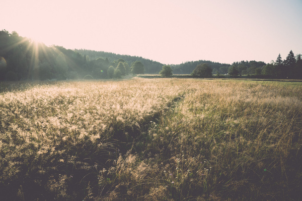 champs brumeux et prairies après la pluie en été - rétro, vinta
 - Photo, image