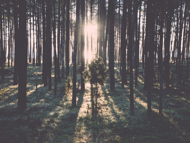 Starý Les s mechem zahrnuty stromy a paprsky slunce - retro, vint - Fotografie, Obrázek
