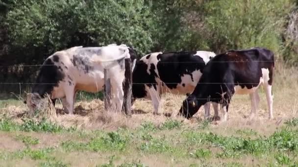 Thirsty cows on dry land in drought and extreme heat period burns the brown grass due to water shortage as heat catastrophe for grazing animals with no rainfall as danger for farm animals beef cattle - 映像、動画