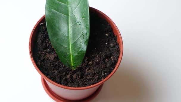 Planted in a pot with earth, the cuttings of the houseplant jasmine stephanotis, the reproduction of jasmine - Felvétel, videó